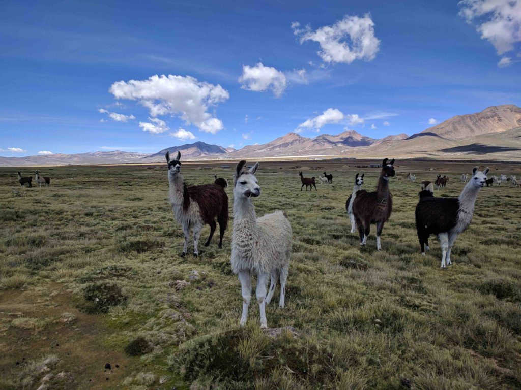 Walking remotely at 4200 meters in Laguna de Salinas, Peru